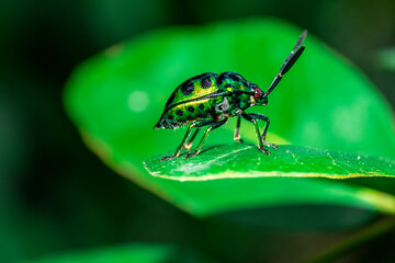 A jewel beetle perched gracefully on a leaf