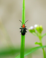 Black beetle on beautiful green grass