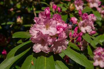 Spring blossom. A lush pink rhododendron bush is blooming. Natural floral background. flowers close up nature spring background. floral background lush fresh azalea flowers. Beautiful Rhododendron.