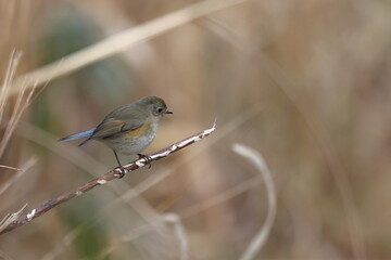 Red-flanked Bluetail that comes to the village from high mountains in winter