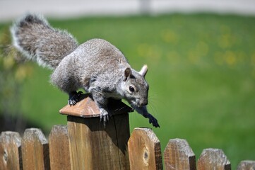 Squirrel walks along a wooden fence.