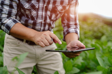 Obraz premium Businessman gardener using tablet Viewing potato plant picture of potato leaves in harvest season in fertile soil