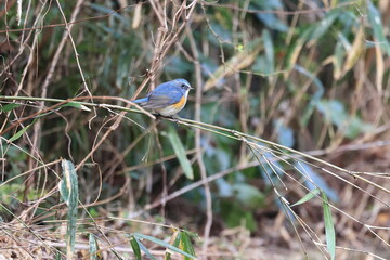 Red-flanked Bluetail that comes to the village from high mountains in winter