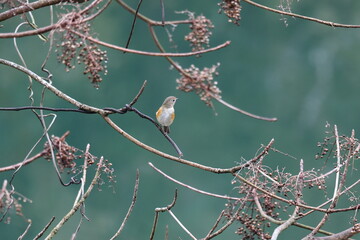 Red-flanked Bluetail that comes to the village from high mountains in winter