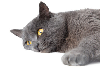 Gray cat lies on a white background