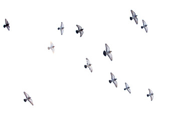 Pigeons in flight isolated on a white background
