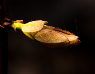 Opened honeysuckle bud in spring isolated on black background. Macro