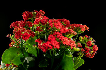 Kalanchoe red flowers on a black background