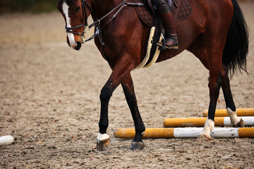 Horse with rider on the riding arena doing ground work with trotting poles.