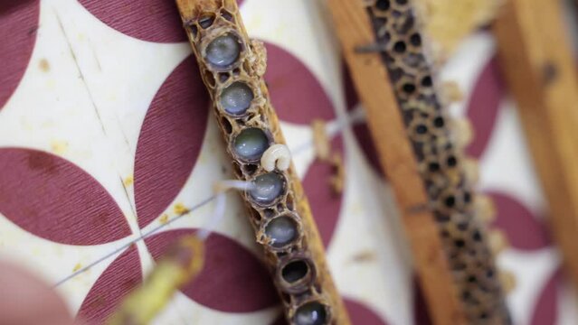 Queen bee larvae removed from queen cup by beekeeper. grafting or royal jelly production concept video.