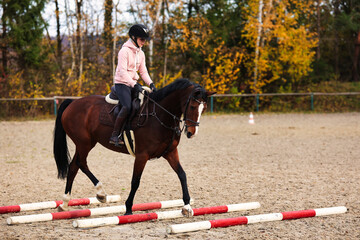 Horse with rider on the riding arena doing ground work with trotting poles.