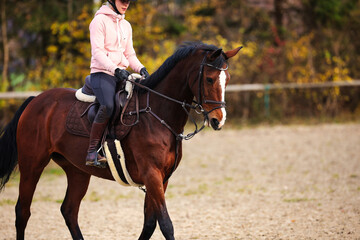 Horse with rider on the riding arena doing ground work with trotting poles.