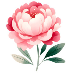 Watercolor peony flower clipart with transparent background
