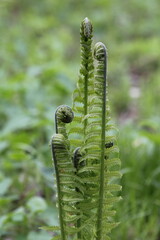 fern in the forest
