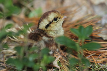 Hazel grouse chicken