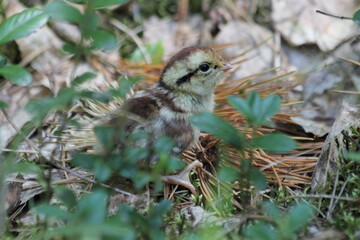 Hazel grouse chicken