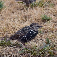 young starling