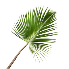 Obraz premium Palm leaf isolated on white