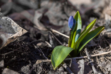Fresh flowers in the rays of the sun with a blurred background. Nature after winter - spring floral background for design.