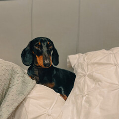 Cute Dachshund sausage dog on bed relaxing