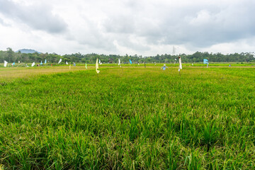 Agriculture, beautiful rice fields. this is the staple food in Indonesia and several countries in...