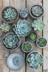 Collection of various succulents in different pots on a wooden surface.