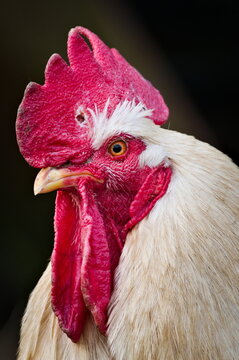 Close-up head portrait of cock rooster in small village farm. Isolated on black background.