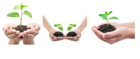 collection of a pair of Hands holding young plants that are sprouting isolated transparent background
