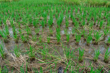 Agriculture, beautiful rice fields. this is the staple food in Indonesia and several countries in Asia.