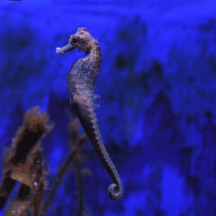 A full-length seahorse against the backdrop of the deep blue sea. Square format photograph