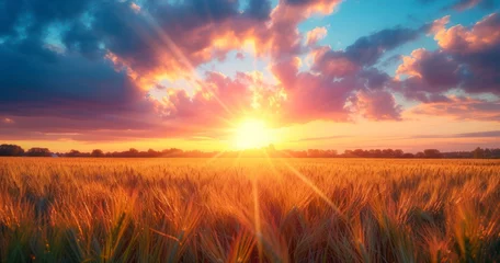 Zelfklevend Fotobehang A Fantastic Sunset Illuminates Whimsical Wheat Fields with Enchanting Sunbeams © lander