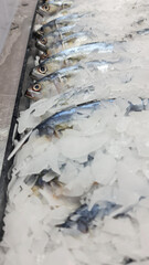 Fresh fish frozen in ice