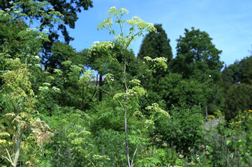 Conium maculatum, the hemlock or poison hemlock.
