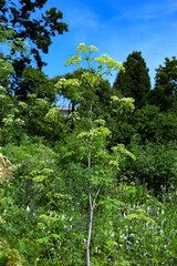 Conium maculatum, the hemlock or poison hemlock.