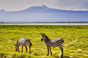 Fototapeta premium A pair of Zebras are pictured in this postcard like scene against the backdrop of the magnificent Mount Kilimanjaro in Amboseli National Park, Kenya