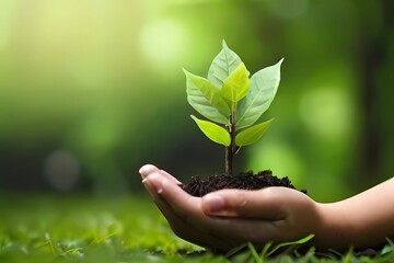 plant in hands