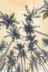 Fototapeta na wymiar Palm trees view from below under clear sunset sky, travel mood aesthetic nature background, Coconut tree silhouette at tropical coast with warm Vintage Tones, summer calm scenery, wide angle