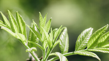 Fresh Green Maple Leaves at Sunlight, green yellow vibrant color spring nature blurred background, copy space, young leaf on branch tree, natural aesthetic soft focus banner landscape