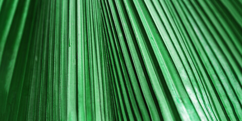 Striped green palm leaf, textured leaves summer tropical plant as natural banner background. monochrome aesthetic botanical biophilic texture, nature foliage scenery, selective focus, close up