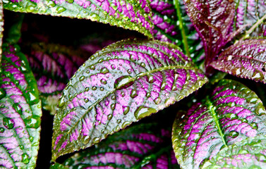 wet purple and green leaves