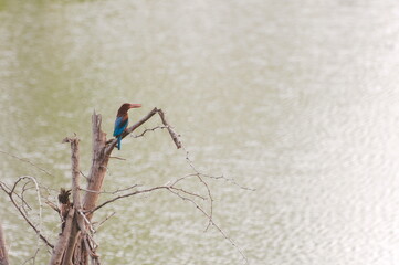 Kingfisher