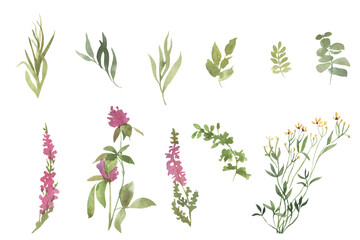 Watercolor wildflowers and leaves