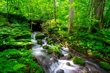 Fototapete bei efototapeten.de bestellen   