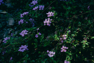 small purple Flowers between light