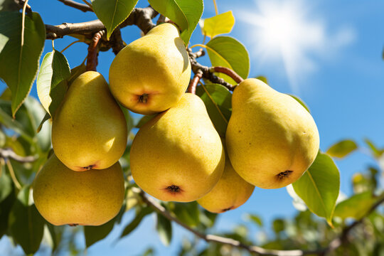 Close up of yellow pear fruits growing on tree with blue sky in background