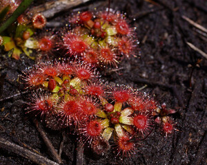 Plants of the beautiful pygmy sundew (Drosera pulchella), in natural habitat, Southwest Western Australia