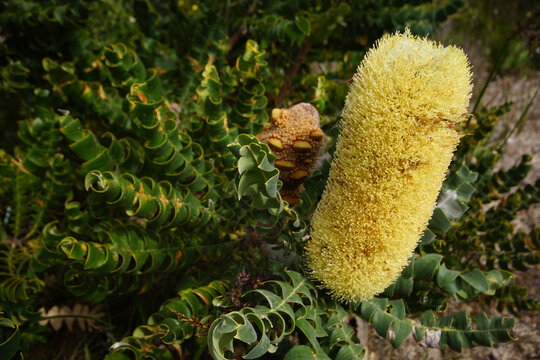 Bull Banksia (Banksia grandis) with yellow flower spike and saw-toothed leaves, in natural habitat, Western Australia