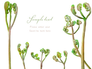 Obraz premium 蕨（わらび）のフレーム（ポストカード）