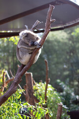 zoo a lazy koala