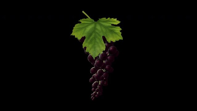 Growing Black Grape Berries - Time Lapse - I - Close Up - Alpha Channel - Artistic naturalistic realistic 3D animation isolated on transparent background
